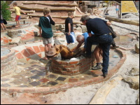 Die Wasserwippe/Seeschlange